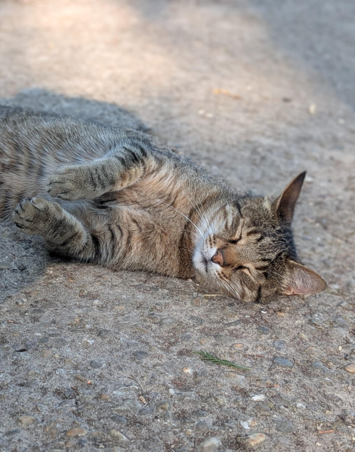 VIVI Karlsruhe Events Yoga Tierschutzhof Katzen Kreativabschluss